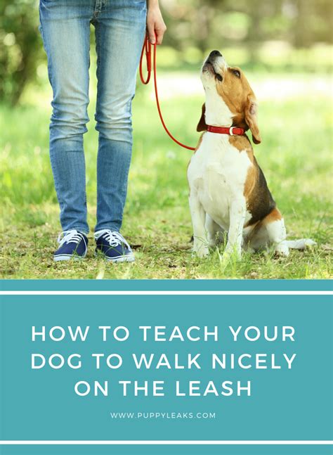 How I Stopped My Dog From Pulling On The Leash Puppy Leaks