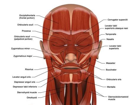 33x28 Cm Frame With High Quality Print Facial Muscles Of The Human