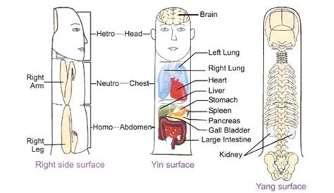 Su Jok Acupressure Therapy Acupressure Acupressure Points