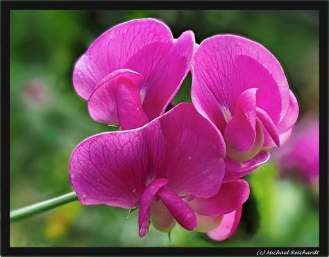 Breitbl Ttrige Platterbse Lathyrus Latifolius Mike Reichardt Flickr