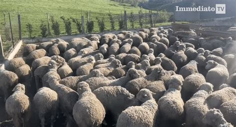 La Pecora Gentile di Puglia è un nuovo presidio Slow Food Tra Gargano