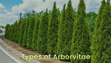 12 Different Types Of Arborvitae Tree Varieties & Care Tips - EmbraceGardening