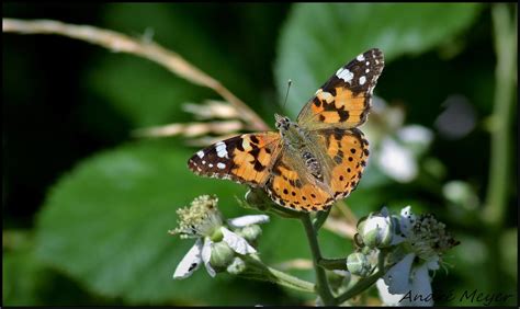 Belle Dame Vanessa Cardui Le Juin Andr Meyer Flickr