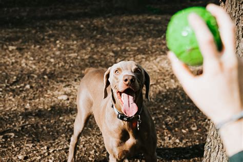 Keep Your Dog Fit with These Fun Exercises - Dogtopia