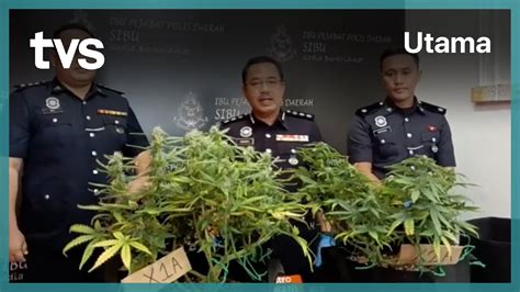 Seorang Ditahan Bantu Siasatan Rampasan Dua Pokok Ganja Youtube