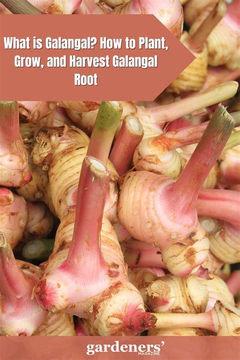 What Is Galangal How To Plant Grow And Harvest Galangal Root