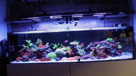 360 Gallon Reef Frag Box Corals