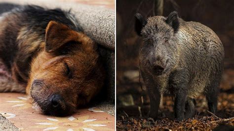 Tödliches Wildschwein Virus bedroht Hunde Pseudowut kann