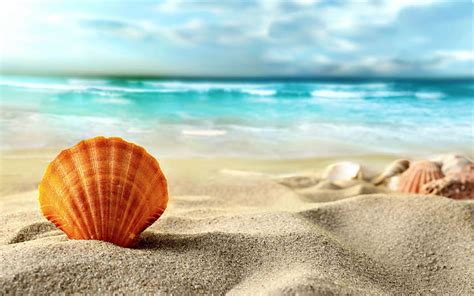 Hd Wallpaper Pearl In Shell Sand Sea Beach Shore Seashell Perl