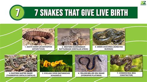 7 Snakes That Give Live Birth (As Opposed to Eggs) - A-Z Animals