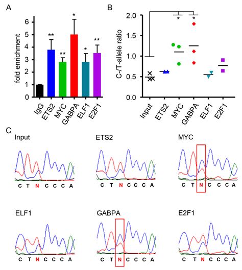 Allele Specificity Of Transcription Factor Binding At The Site Of