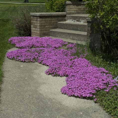 Carpet Phlox Colors - Carpet Vidalondon