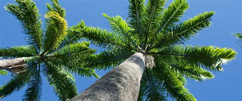 4 Fastest Growing Palm Trees In South Florida Tim S Tree Service Blog