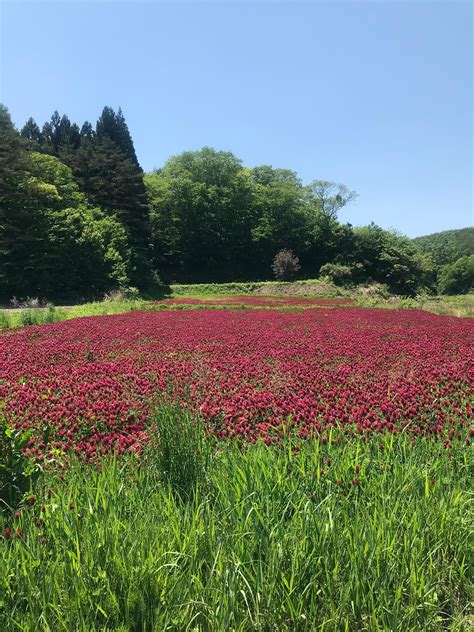 Fukushima Soil Decontamination: Lessons learned