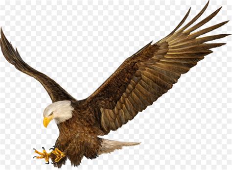 Bald Eagle Golden eagle Flight Drawing - eagle png download - 1600*1309 ...