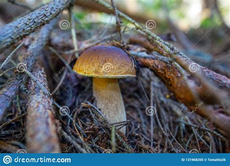 Cogumelo Selvagem De Porcini Do Boleto Na Floresta Profundidade De