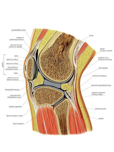 Knee Joint Photograph By Asklepios Medical Atlas The Best Porn Website