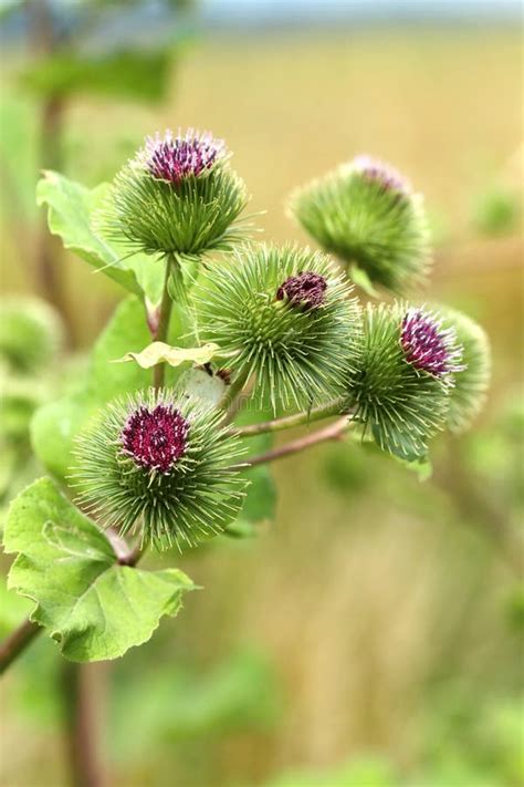 Burdock Arctium Lappa Stock Photo Image Of Burdock 25811596