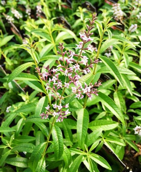 Lemon Verbena Herbs