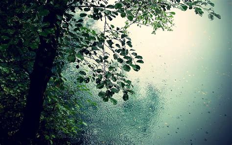 Rain Nature Rainfall Hd Wallpaper Pxfuel