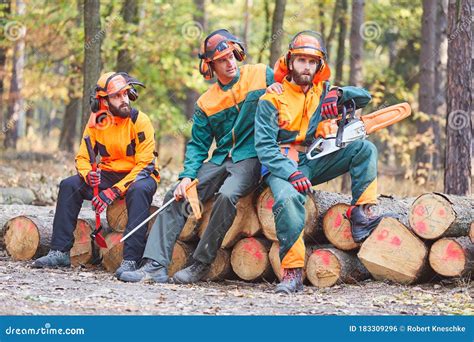 Grupo De Silvicultores En Actividades Forestales En El Bosque Foto De