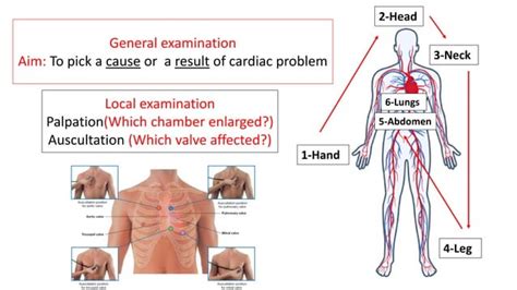 Cardiac Examination Pdf