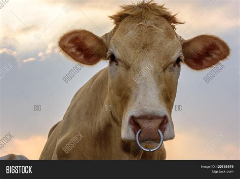 Beef Cow Face