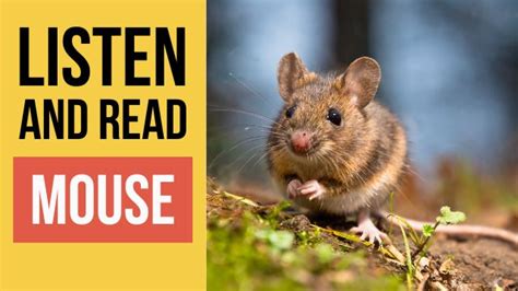 Mouse — Мышь. Текст на английском языке с переводом и аудио ...