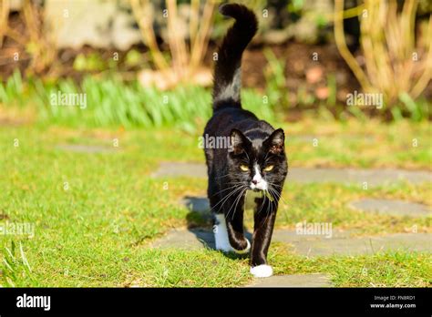 adorable house cat walking     tail    air