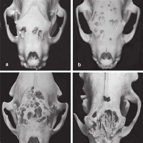 Lesions Ascribed To Infestation With Troglotrema Acutum In Four