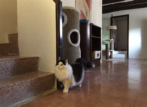 Residencia Felina Alojamiento Para Gatos Residencia Fontfreda Barcelona