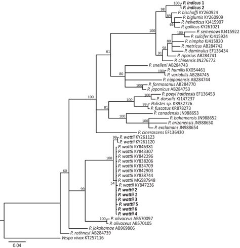 A Bayesian Phylogenetic Tree Of Partial Mitochondrial Co Sequences