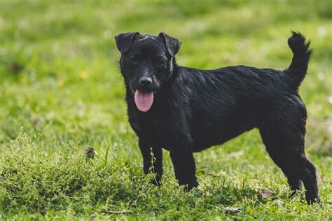 Patterdale terrier: Dog breed characteristics & care