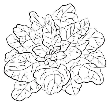 Free Printable Spinach Coloring Page Download Print Or Color Online