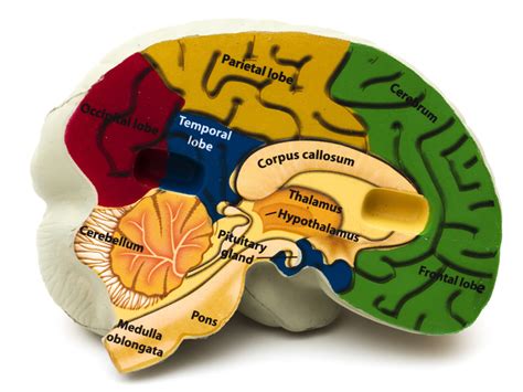 Tron The Internal Anatomy Of The Temporal Lobe