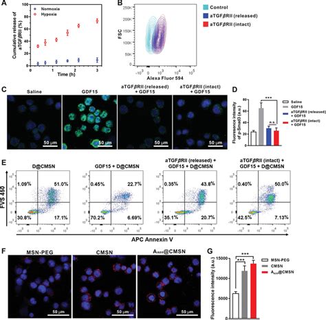 Activity of DAazo CMSN in vitro A aTGFβRII release under hypoxia was