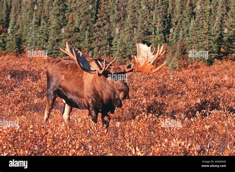 Alaskan Bull Moose Shot In The Wild Stock Photo Alamy