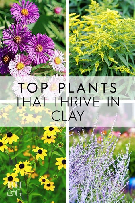 Perennials That Will Thrive In Heavy Clay Soil Artofit