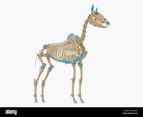 Horse Skeleton Illustration Stock Photo Alamy