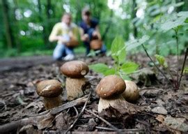 Gdzie są grzyby na Dolnym Śląsku Złota lista miejsc grzybiarzy Tu