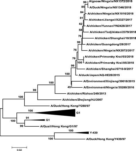 Phylogenetic Tree Constructed By The Nj Method 500 Bootstrap Download Scientific Diagram