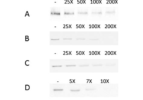 Homologous Competition Binding Of Biotinylated Cry Proteins With BBMV