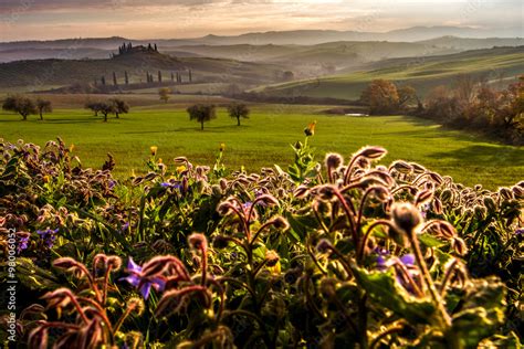 Val d'Orcia landscape in the morning, Tuscany Stock Photo | Adobe Stock