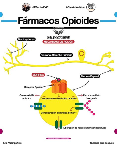 Mauricio Montelongo on Twitter FARMACOLOGÍA DE LOS OPIOIDES