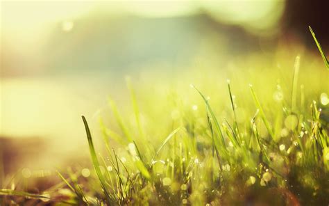 Nature Grass Macro Bokeh Sunlight Wallpapers Hd Desktop And