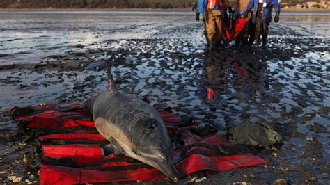 Whats Killing Dolphins Along The Jersey Shore