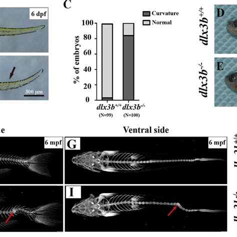 Body Curvature Of Dlx3b Homozygous Mutant Zebrafish A B Body