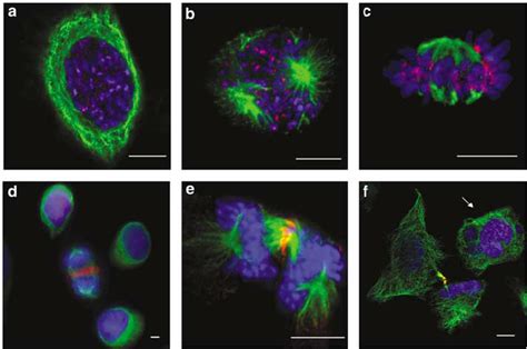 Subcellular Localization Of Endogenously Expressed Survivin In