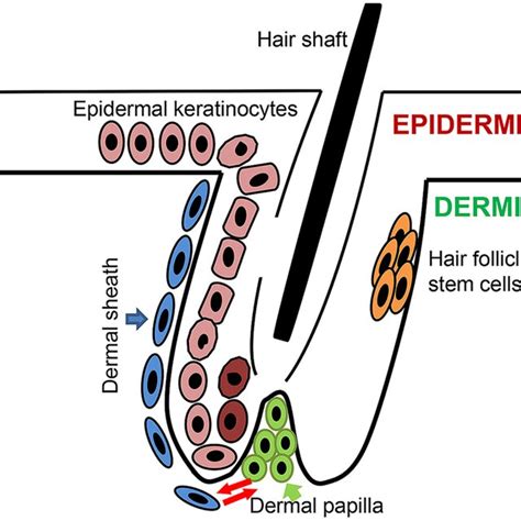 Illustration Of Hair Follicle Structure The Hair Follicle Contains The Download Scientific