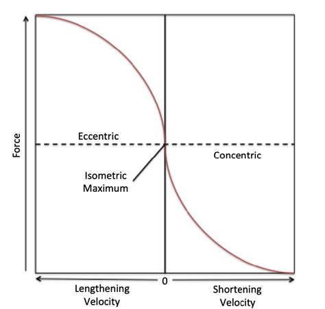 Force Velocity Curve Of Eccentric And Concentric Muscle Action